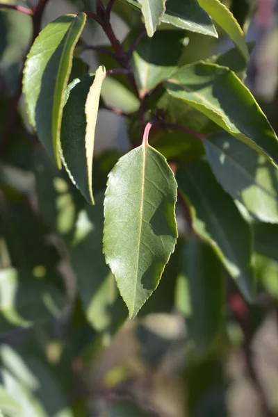 Portugalska Laurel Cherry Leaves Łacińska Nazwa Prunus Lusitanica Angustifolia — Zdjęcie stockowe