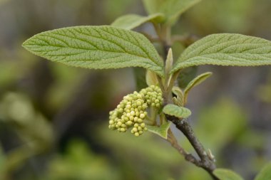 Viburnum Alleghany yaprakları ve çiçek tomurcukları - Latince adı Viburnum x rhytidophylloides Alleghany