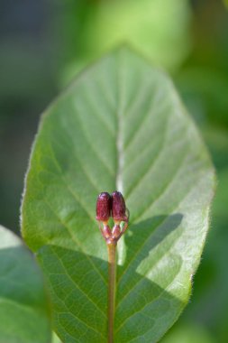 Alp hanımeli çiçek tomurcukları - Latince adı - Lonicera alpigena