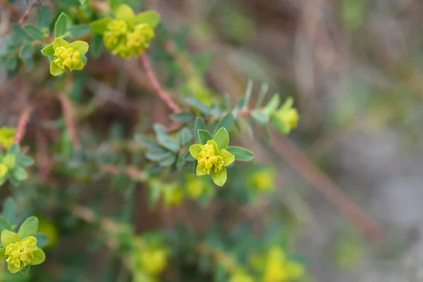 Spiny Spurge Kis Virágok Latin Név Euphorbia Spinosa — Stock Fotó