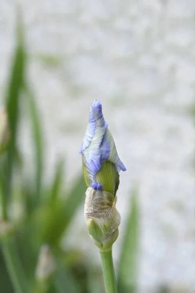 Lång Skäggig Iris Blå Safir Blomma Knopp Latinskt Namn Iris — Stockfoto