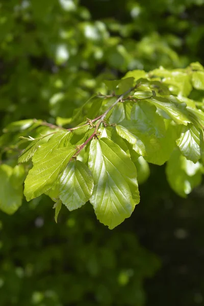Φύλλα Περσικού Σίδερου Λατινική Ονομασία Parrotia Persica — Φωτογραφία Αρχείου