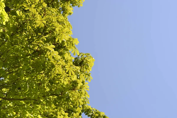 Branches Marronnier Commun Avec Des Feuilles Contre Ciel Bleu Nom — Photo