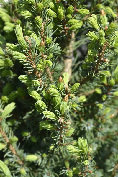 Lijadoras Abeto Blanco Azul Nombre Latino Picea Glauca Var Albertiana — Foto de Stock