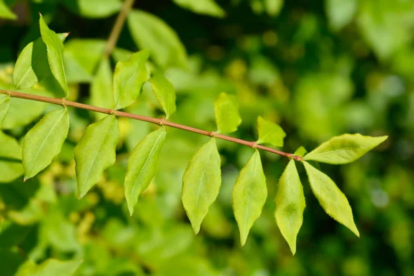 Hořící Větev Novými Listy Latinský Název Euonymus Alatus — Stock fotografie