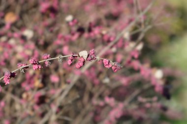 Böğürtlenli Coralberry şubesi - Latince adı - Symphoricarpos orbiculatus