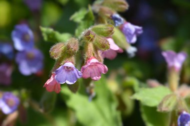 Akciğer otu - Latince adı - Pulmonaria officinalis