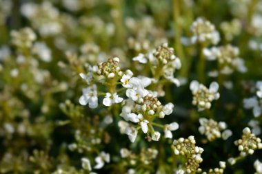 Evergreen Candy - Latince adı - İberis sempervirens