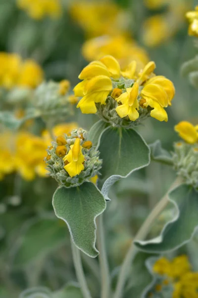 stock image Jerusalem sage yellow flowers - Latin name - Phlomis fruticosa