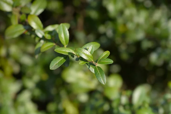 Scarlet Firethorn Leaves Latinský Název Pyracantha Coccinea — Stock fotografie