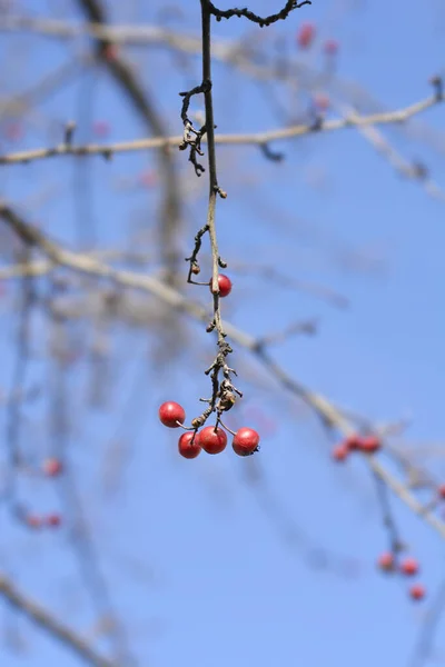 Branche Commune Aubépine Aux Fruits Nom Latin Crataegus Monogyna — Photo