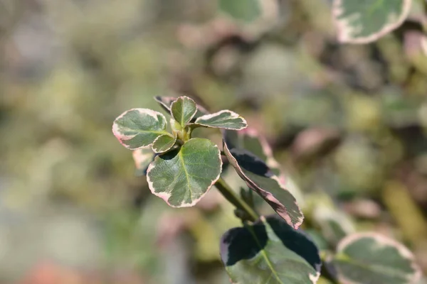 Wintercreeper Emerald Gaiety Łacińska Nazwa Euonymus Fortunei Emerald Gaiety — Zdjęcie stockowe