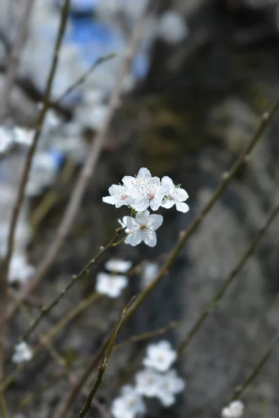 Prunier Cerisier Nom Latin Prunus Cerasifera — Photo