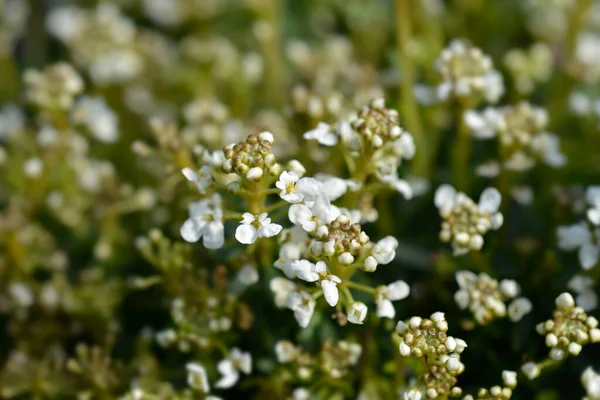 Evergreen Candy - Latince adı - İberis sempervirens