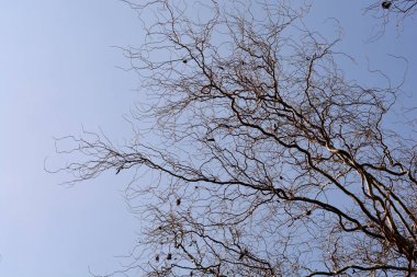 Ejderhalar söğüt dallarını mavi gökyüzüne sürerler - Latince adı - salya matsudana Tortuosa