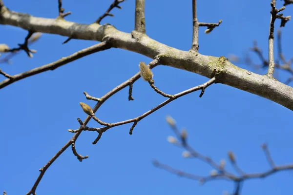 Kobus Magnolia Branch Flower Bud Латинское Название Magnolia Kobus — стоковое фото