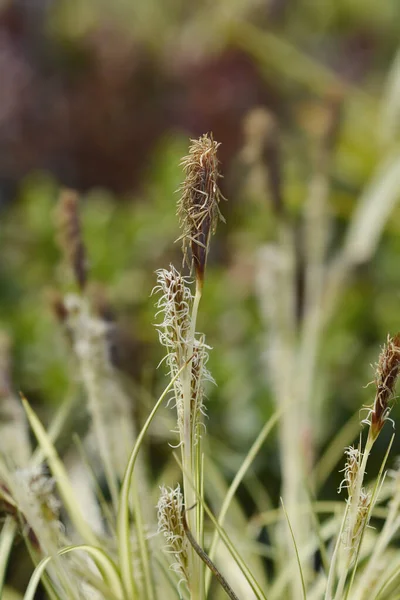 带条纹的长金花 拉丁文名称 Carex Oshimensis Evergold — 图库照片