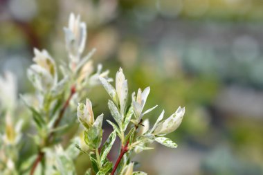 Dwarf Flamingo Willow Hakuro Nishiki - Latince adı - Salix integra Hakuro Nishiki