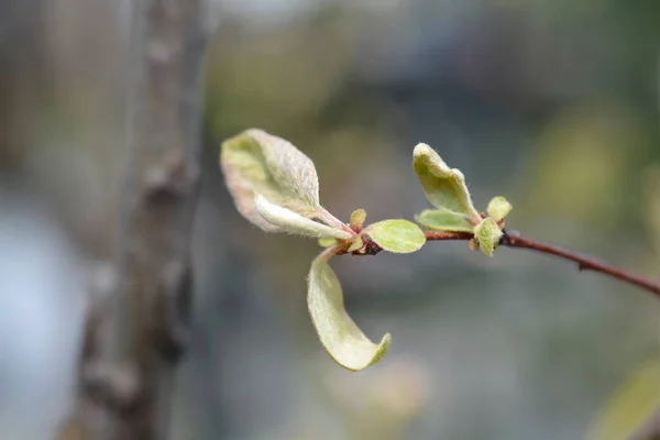 Yeni Yapraklı Ayva Dalı Latince Adı Cydonia Oblonga — Stok fotoğraf