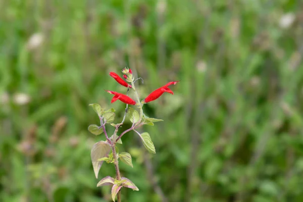 Ροδάκινα Κόκκινα Άνθη Φασκόμηλου Λατινική Ονομασία Salvia Elegans — Φωτογραφία Αρχείου