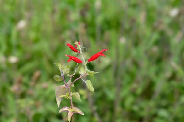 Fiori Rossi Salvia Ananas Nome Latino Salvia Elegans — Foto Stock