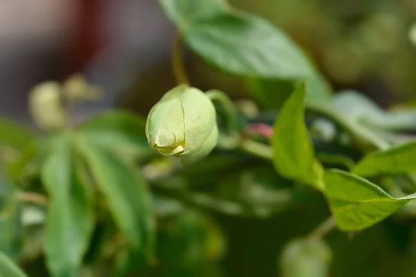 Snow Queen Passion Vine Blomknopp Latinskt Namn Passiflora Snow Queen — Stockfoto