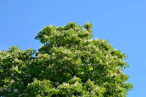 Castaño Indias Contra Cielo Azul Nombre Latino Aesculus Hippocastanum — Foto de Stock