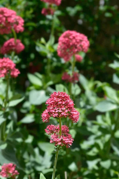 Vörös Valerian Latin Név Centranthus Ruber — Stock Fotó