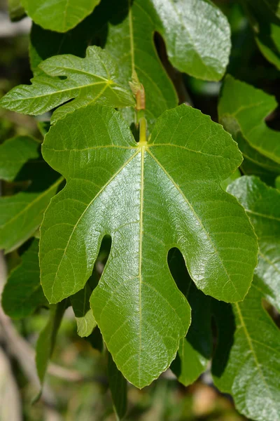 Hojas Higo Comunes Nombre Latín Ficus Carica —  Fotos de Stock