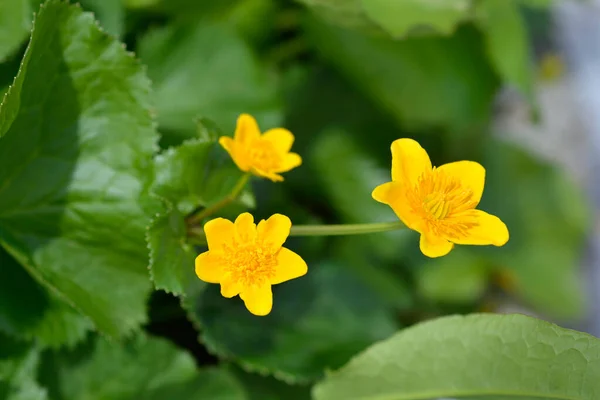 Marsh Marigold Латинское Название Caltha Palustris — стоковое фото