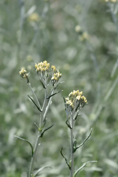 Botões Flores Amarelas Eternas Italianas Nome Latino Helichrysum Italicum — Fotografia de Stock