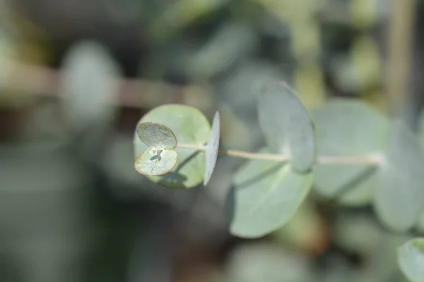 Stjälkgrönsaker Latinskt Namn Eucalyptus Gunnii — Stockfoto