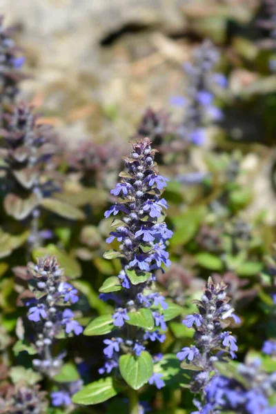 Bugle Multicolor Flowers Латинское Название Ajuga Reptans Multicolor — стоковое фото