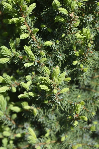 Weiße Fichte Sanders Blue Lateinischer Name Picea Glauca Var Albertiana — Stockfoto