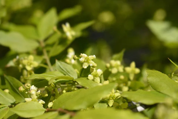 Płonące Krzewy Małe Kwiaty Łacińska Nazwa Euonymus Alatus — Zdjęcie stockowe