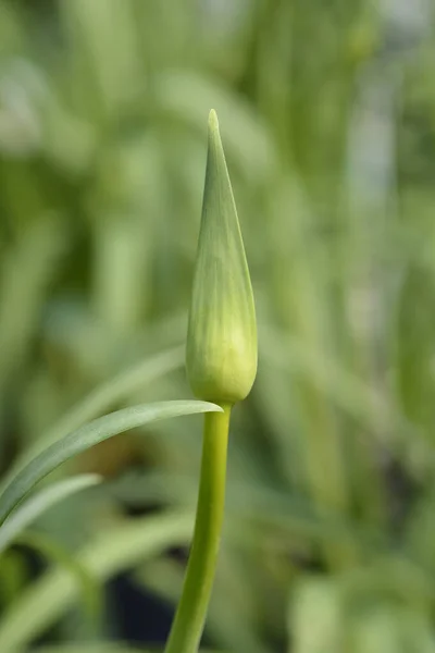 Afrikalı Lily Amourette Beyaz Çiçek Tomurcuğu Latince Adı Agapanthus Amourette — Stok fotoğraf