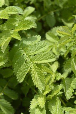Genel tarım yaprakları - Latince adı - Agrimonia Eupatoria