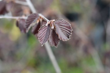 Mor fındıklı yeni yapraklar - Latince adı - Corylus maxima Purpurea