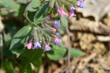 Akciğer otu - Latince adı - Pulmonaria officinalis