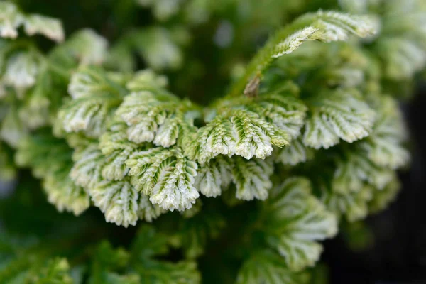 Martenss Spike Moss Latin Name Selaginella Martensii — Stock Photo, Image