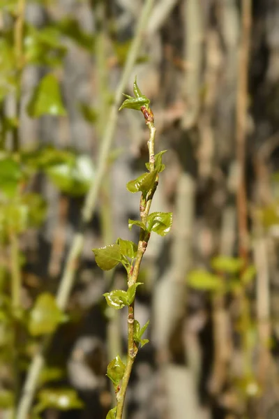 Branche Peuplier Lombardie Aux Nouvelles Feuilles Nom Latin Populus Nigra — Photo