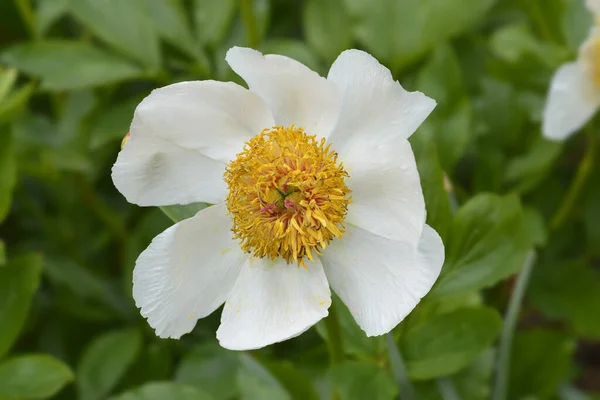 Peony Moonrise Flower Latin Name Paeonia Moonrise — Fotografia de Stock