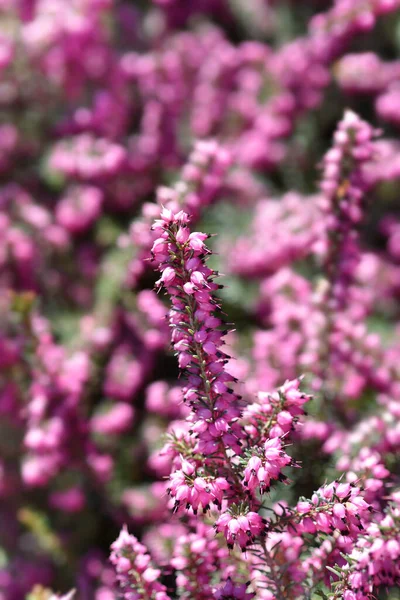 Darley Dale Heath Λατινικό Όνομα Erica Darleyensis Darley Dale — Φωτογραφία Αρχείου