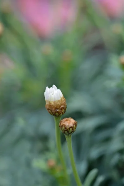 Marguerite Blanche Nom Latin Argyranthemum Frutescens — Photo