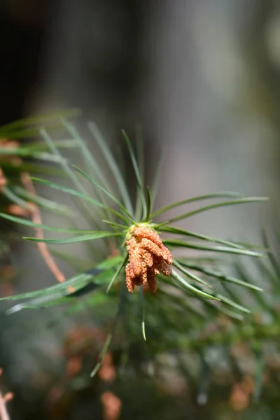 Chinese Fir Latin Name Cunninghamia Lanceolata — Stock Photo, Image