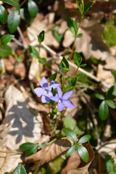 Lesser Periwinkle Flowers Latin Name Vinca Minor — Stock Photo, Image