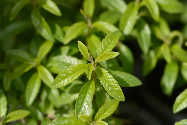 Lemon Verbena Leaves Latin Name Aloysia Citriodora Aloysia Triphylla — Stock Photo, Image