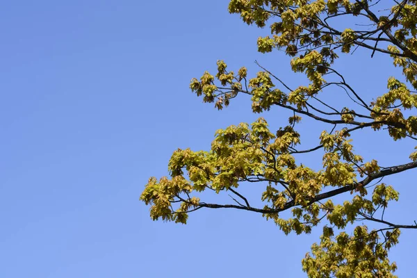 Chêne Anglais Contre Ciel Bleu Nom Latin Quercus Robur — Photo