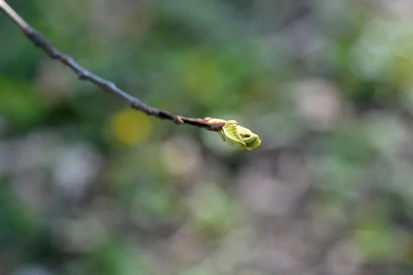 American Chestnut Branch New Leaves Latin Name Castanea Dentata — Stock Photo, Image