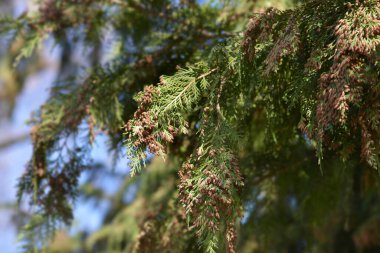 Çiçekli sahte selvi dalları - Latince adı Chamaecyparis lawsoniana